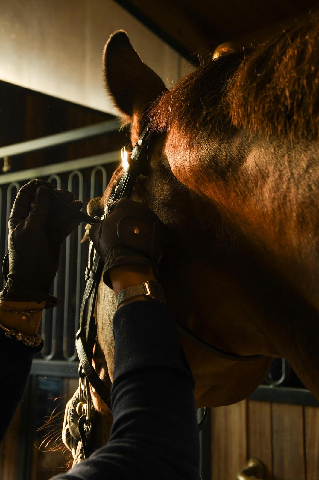 CAVALLO